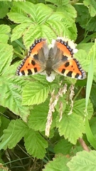 Aglais urticae