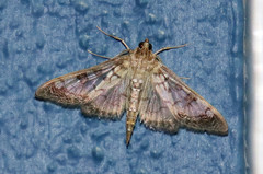 Mimorista