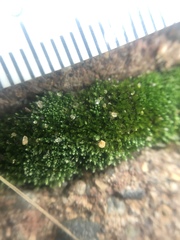 Bryopsida