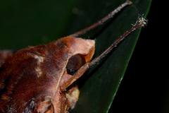 Amplypterus panopus