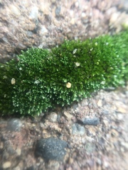 Bryopsida