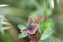 Cyaniris semiargus