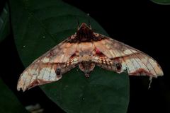 Amplypterus panopus