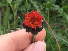 Pilosella aurantiaca