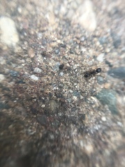 Formicidae