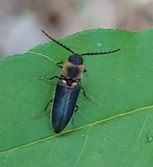 Megapenthes limbalis