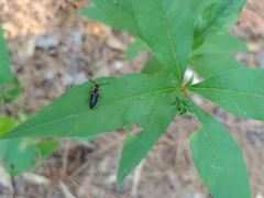 Megapenthes limbalis