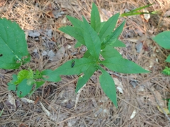 Megapenthes limbalis