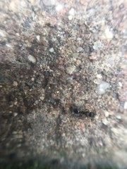 Formicidae