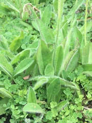 Pilosella aurantiaca