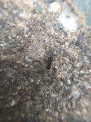 Formicidae