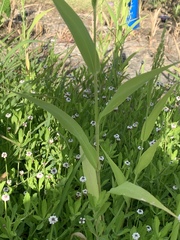 Urochloa ramosa