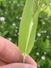 Urochloa ramosa