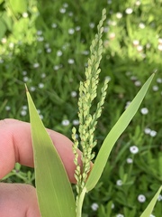 Urochloa ramosa