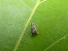 Cyrtolobus pallidifrontis