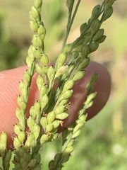 Urochloa ramosa