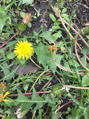Taraxacum officinale