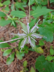 Monarda clinopodia