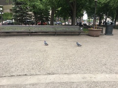 Columba livia domestica