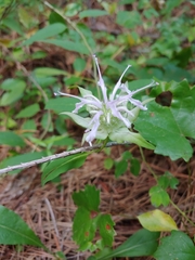 Monarda clinopodia