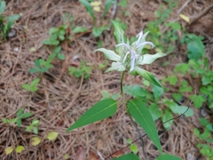 Monarda clinopodia