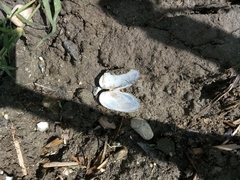 Unio elongatulus