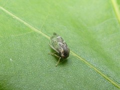 Cyrtolobus pallidifrontis
