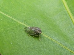 Cyrtolobus pallidifrontis