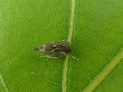 Cyrtolobus pallidifrontis