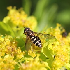 Dasysyrphus venustus