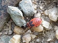 Pyrrhocoris apterus