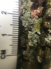 Fungi