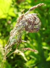 Cheiracanthium erraticum