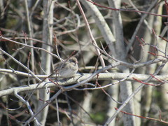 Junco hyemalis image