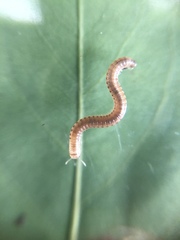 Diplopoda