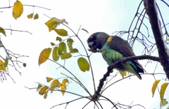 Poicephalus meyeri transvaalensis