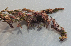 Cheiracanthium erraticum