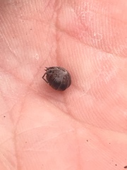 Cylisticus convexus