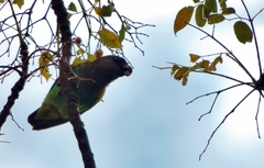 Poicephalus meyeri transvaalensis