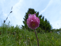 Aquilegia atrata