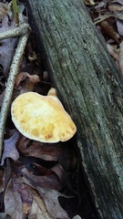 Buglossoporus quercinus