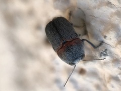 Megalostomina