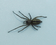 Cheiracanthium erraticum