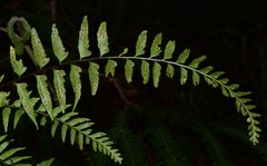 Asplenium auritum