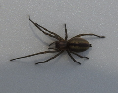 Cheiracanthium erraticum