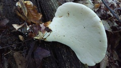 Buglossoporus quercinus