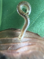 Diplopoda