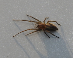 Cheiracanthium erraticum