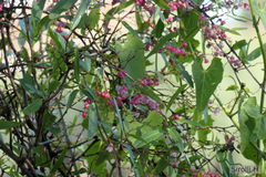 Muehlenbeckia sagittifolia