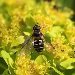 Dasysyrphus venustus